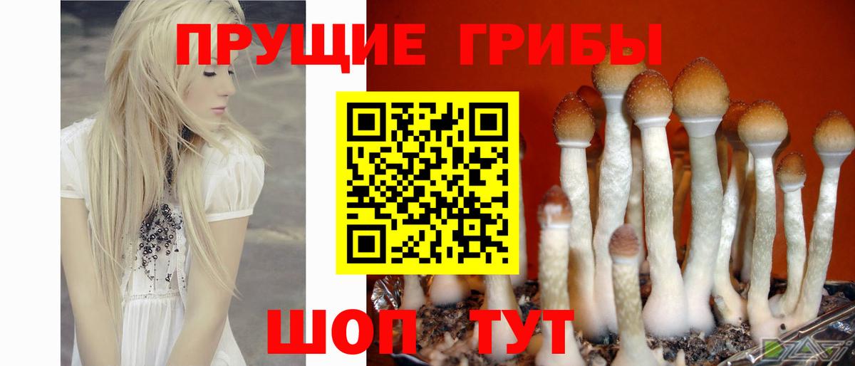 Псилоцибиновые грибы мицелий  Вход с VPN  Новомосковск 